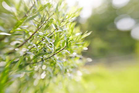 Blurred green background with branches of willow.  Photo taken with Lensbabyの写真素材