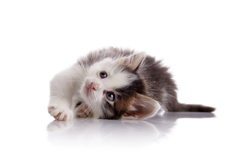 The lovely spotty kitten lies on a white background.の写真素材