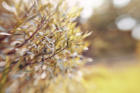 Abstract background with bokeh with branches of willow.  Photo taken with Lensbabyの写真素材