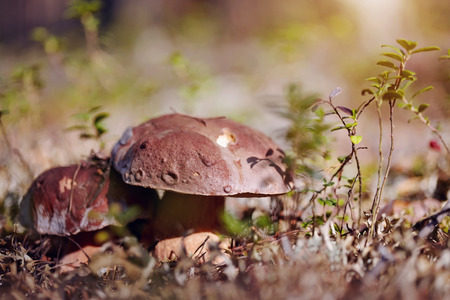 Two cepes grow in a deer lichen.の写真素材
