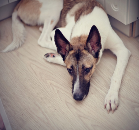 Not purebred domestic dog lies at home on a floor.の写真素材