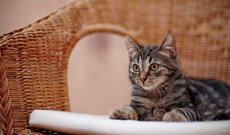 Striped domestic kitten with yellow eyes lies on a wicker chairの写真素材