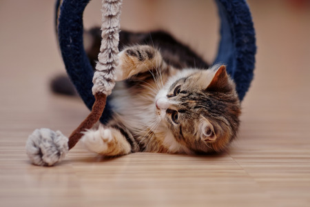 The domestic multi-colored kitten kitten plays on a floor.の写真素材