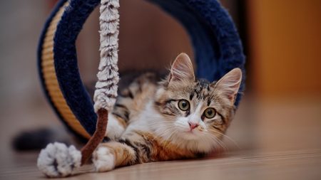 The domestic multi-colored kitten kitten plays on a floor.の写真素材