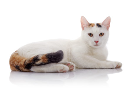 White cat with a multi-colored striped tail lies on a white backgroundの写真素材