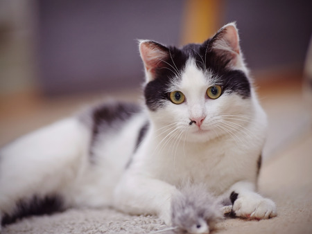 Portrait of a black-and-white beautiful domestic cat with green eyes.の写真素材