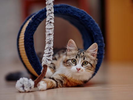 The domestic kitten of a multi-colored color plays on a floor.の写真素材