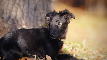 Portrait of a black mongrel puppy on a Sunny autumn day.の写真素材