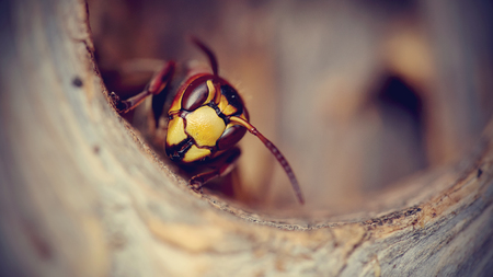 Portrait of a big wasp - a hornet protects an entrance to a nest.の写真素材