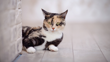 Portrait Of A Domestic Multi Colored Cat Sits Near A Brick Light