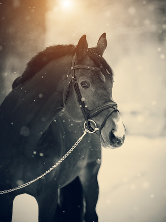 Portrait of a sports thoroughbred stallion in the winter.の写真素材