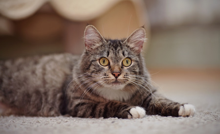 Portrait of the striped cat with yellow eyes, white paws and white moustaches.の写真素材