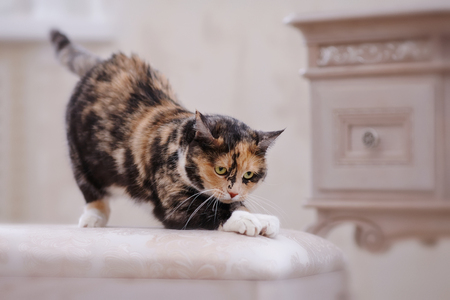 The multi-colored domestic cat with white paws sharpens claws.の写真素材