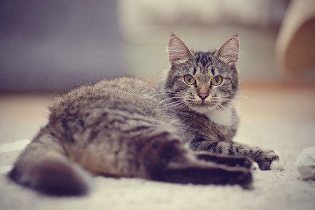 The striped domestic cat with yellow eyes lies.の写真素材