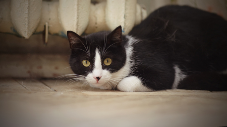 Cat of a black-and-white color on a floorの写真素材