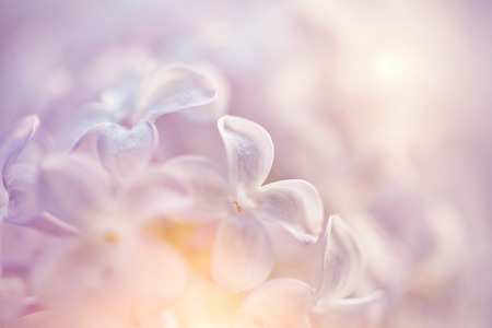 Blurred background with flowers of a lilac close upの写真素材