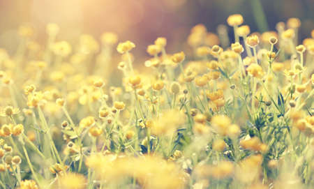Background with yellow flowers of a buttercup on a meadow lit with the sun.の写真素材