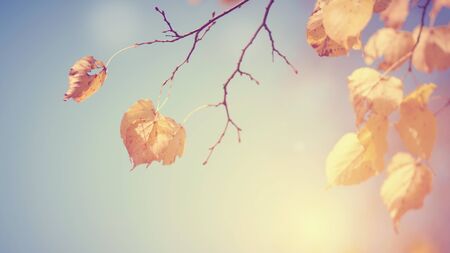 Yellow leaves of a linden on branches in the fall.の写真素材