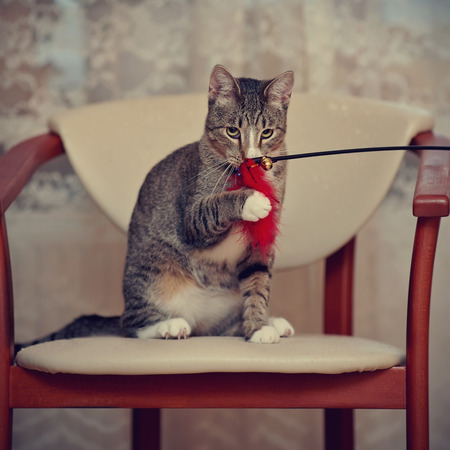 The striped domestic cat plays with a toy on a chair.の写真素材