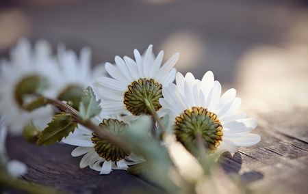 Wildflowers - camomiles lying on a wooden table.の写真素材