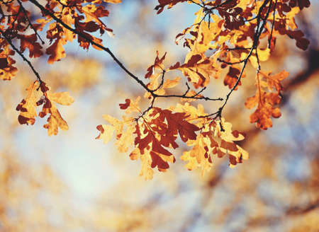 Autumn oak leaves on branches in a Sunny day.の写真素材
