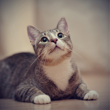 Portrait of a domestic striped young cat with green eyes on a floor.の写真素材