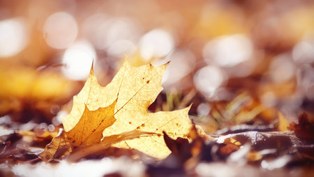 Abstract autumn background from the fallen maple leaves. Golden autumn.