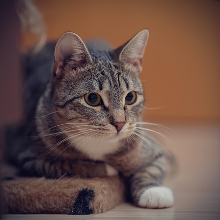 Portrait of a gray striped cat with a white neck.の写真素材