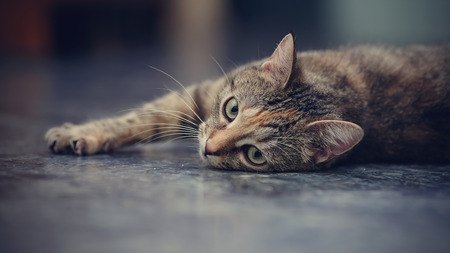 Domestic striped cat lies on a floor.の写真素材