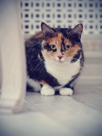 The domestic multi-colored cat with white pawsの写真素材