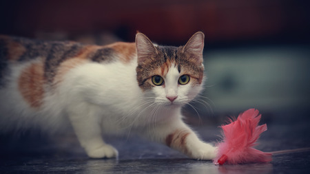 The cat of a multi-colored color plays with a toy.の写真素材