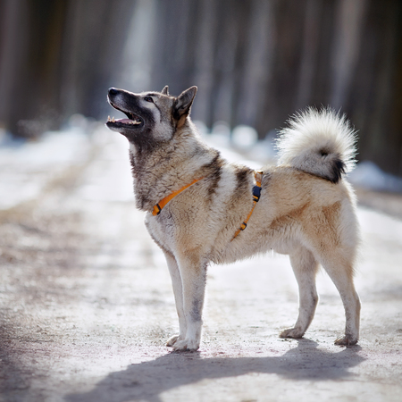 The dog for a walk in winter, illuminated by the sun.の写真素材