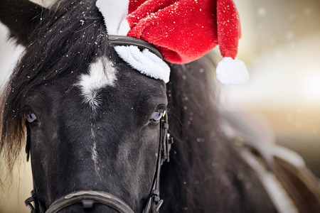 Portrait of a black horse in a a red Santa Claus hatの写真素材