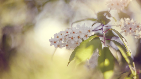 Branch of the blossoming bird cherry in the spring.の写真素材