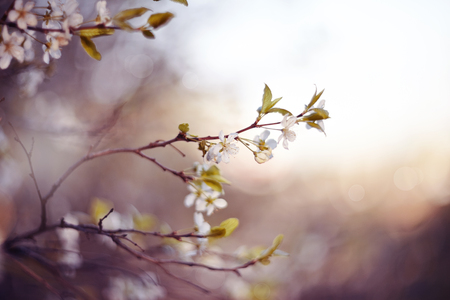 Branch of the blossoming cherry in the springの写真素材