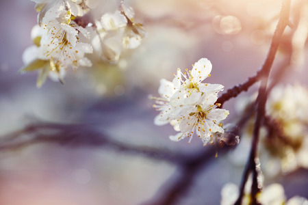 Blossoming of a plum tree in the spring.の写真素材