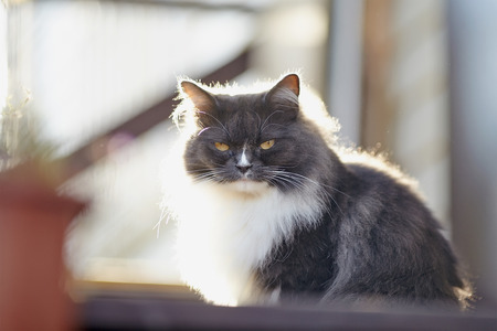 Portrait of a fluffy cat of a smoky color with yellow eyes, lit with the sun.の写真素材