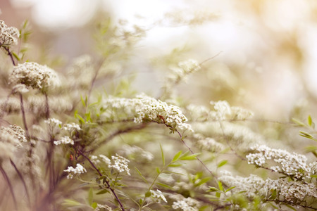 The blossoming bush of Spiraea - a bush garden with white colors の写真素材