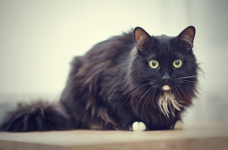 Black fluffy cat with green eyes and white paws.の写真素材