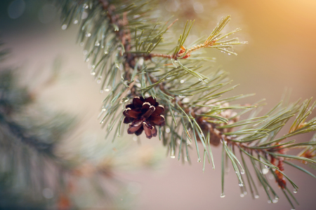 Wet branch of a pine with the cone.の写真素材