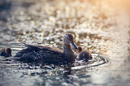 The duck with ducklings float in the evening in the lakeの写真素材