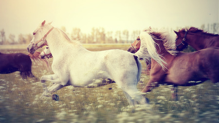 The herd of sports horses running gallop across the field.の写真素材