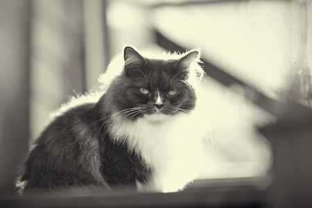 Not a color portrait of a fluffy cat of a smoky color with yellow eyes, lit with the sun.の写真素材
