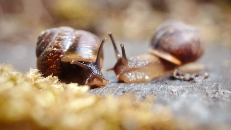 The communion of two little brown snails.の写真素材