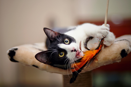 Funny black and white cat playing with a toy.の写真素材