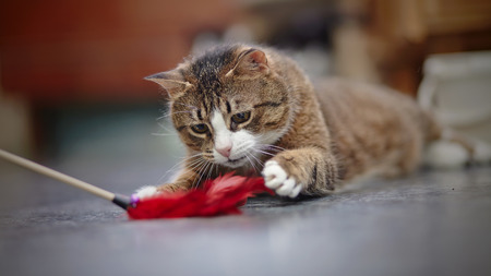 Domestic striped cat lies on a floor and plays with a toy.の写真素材