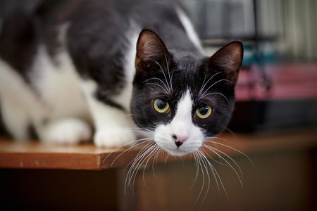 Portrait of the black-and-white cat lying on a floor.の写真素材