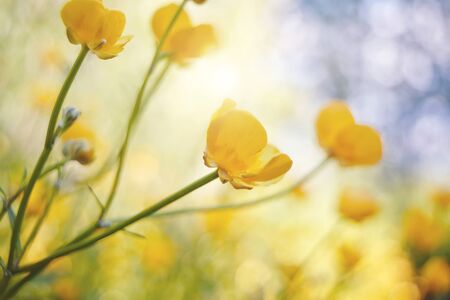 Yellow flowers of a buttercup on a meadowの写真素材