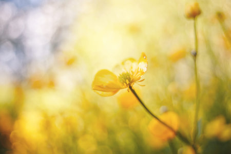 Yellow flowers of buttercups in the field in the summer.の写真素材