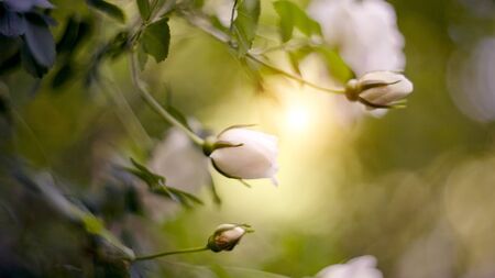 Dogrose flowers bud on a branch in the summer.の写真素材